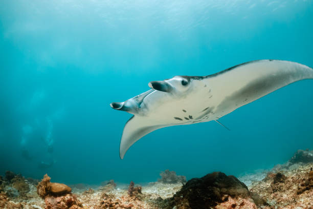 istock Manta ray swimming in clear blue water 1257752917