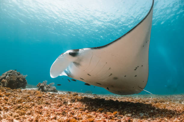 istock Manta ray swimming in clear blue water 1257752920