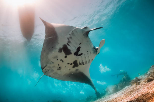istock Manta ray swimming in clear blue water 1257752921