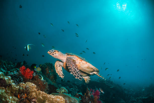 istock Turtle swimming among colorful coral reef 1257753647
