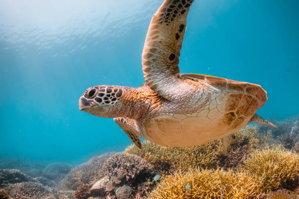 istock Turtle swimming among colorful coral reef 1257753660