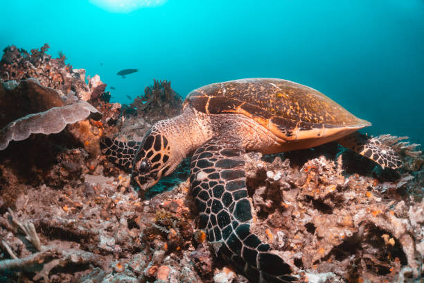 istock Turtle swimming among colorful coral reef 1257753668