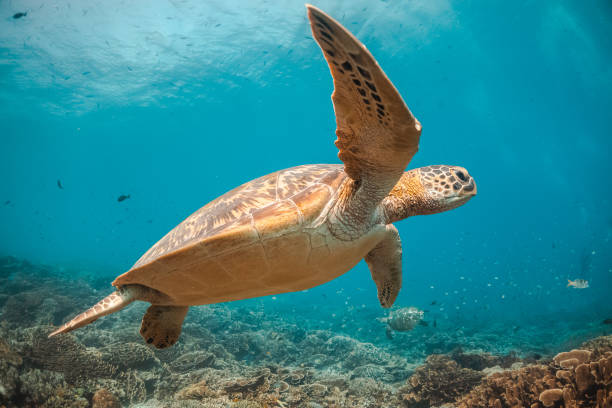 istock Turtle swimming among colorful coral reef 1257753745