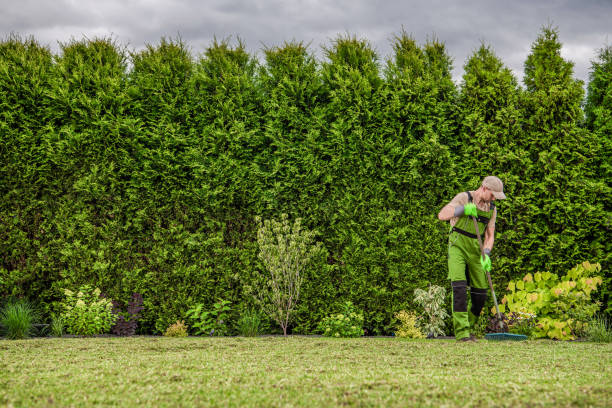 istock Gardener Raking Freshly Mowed Grass From Backyard Garden Lawn 1257753754