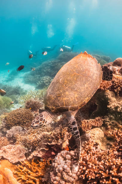 istock Turtle swimming among colorful coral reef 1257753771