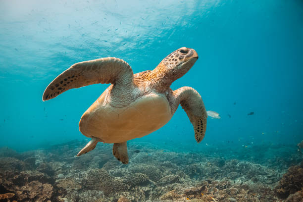 istock Turtle swimming among colorful coral reef 1257753793