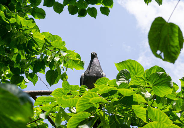 Gray pigeon on a branch in sunny day