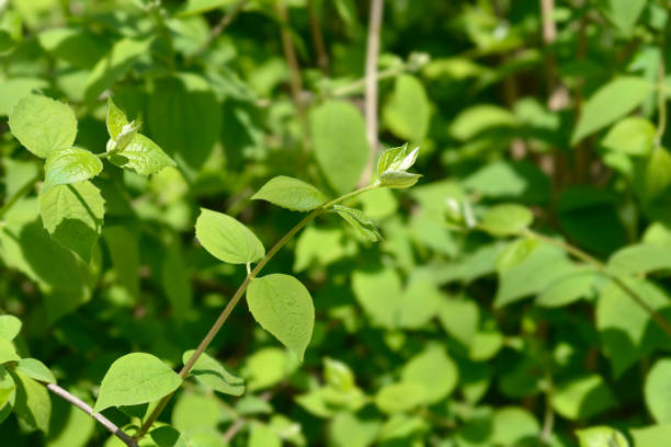 istock Sweet mock orange leaves 1257755060