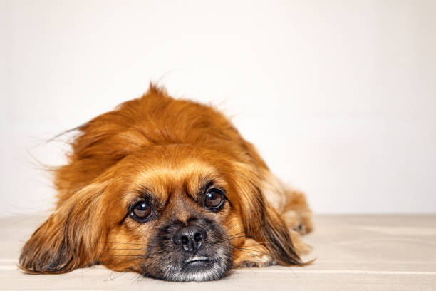 Small Pekingese dog looking tired and sad against white background