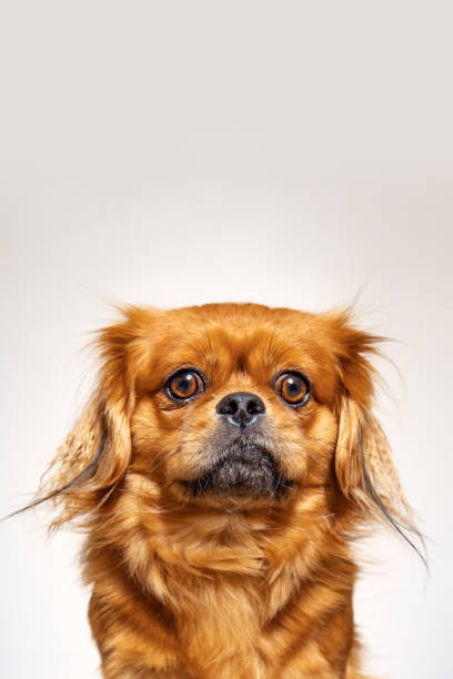 istock Small dog against white background 1257755169