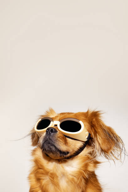 istock Small dog against white background with sunglasses 1257755193