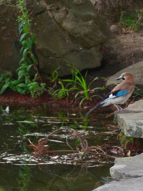 istock Jay bird by a pond surrounded by willow trees 1257756149