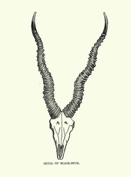 schädel und hörner von blackbuck (antilope cervicapra) - animal skull illustrations stock-grafiken, -clipart, -cartoons und -symbole