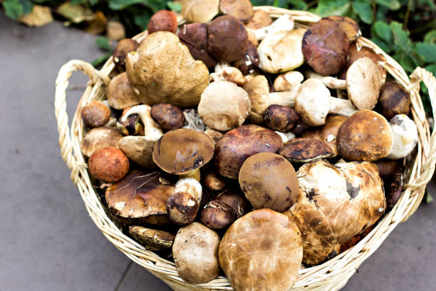istock Basket with mushrooms in the forest 1257757546