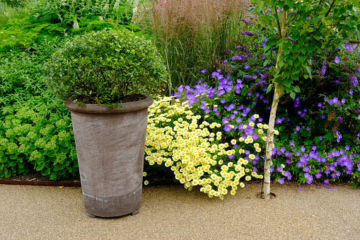Lush English flowerbed with pittosporum in a ceramic pot, Anthemis Tinctoria, Silver Birch and Meadow Cranes Bill