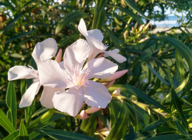 Oleander plant pink