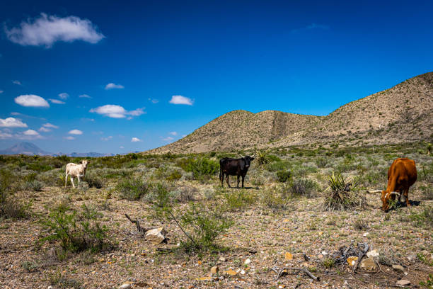 el ganado criollo pasta en la cordillera abierta del desierto de chihuahua en el oeste de texas. - desierto chihuahua fotografías e imágenes de stock