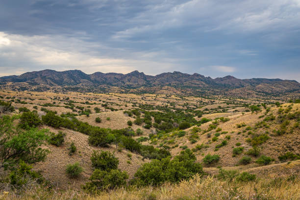 les montagnes de santa rita, à environ 40 miles au sud-est de tucson, en arizona, abritent le seul jaguar sauvage connu aux états-unis. - helvetia photos et images de collection