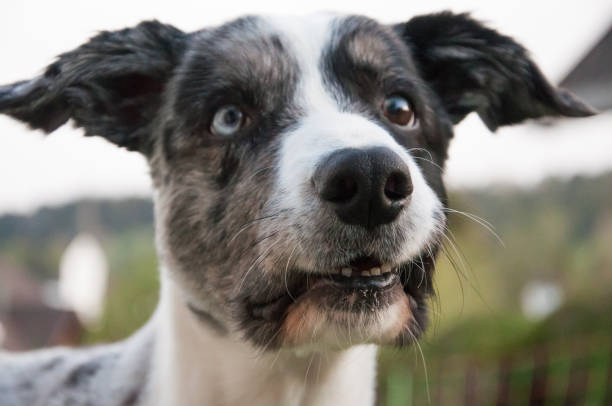 istock Young blue merle color border collie. 1257761279