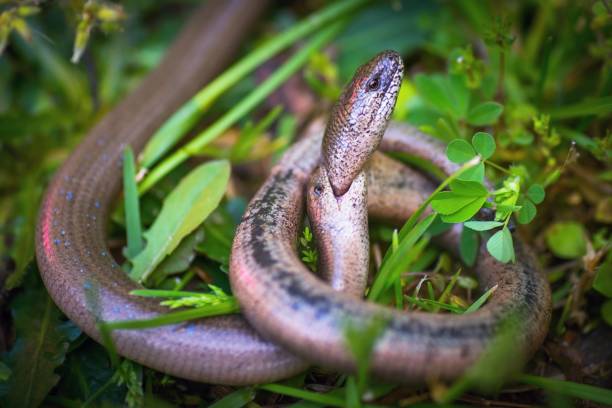 istock Male and female slow-worm during the mating ritual. 1257761484