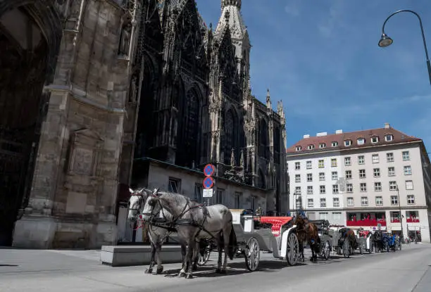 Traditional Fiaker Horses With Carriage At Rental Station in Front Of Stephansdom In The City Of Vienna In Austria