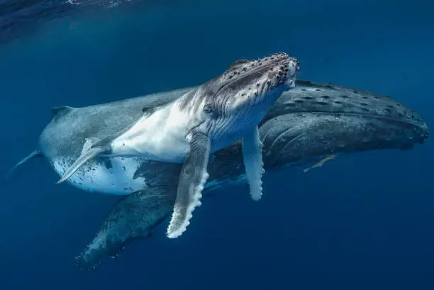 Humpback mother with her calf rest just beneath the surface of the ocean