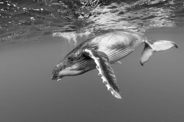 Swimming with Humpback whales in Tonga a young humpback calf swims just below the ocean surface humpback whale photos stock pictures, royalty-free photos & images