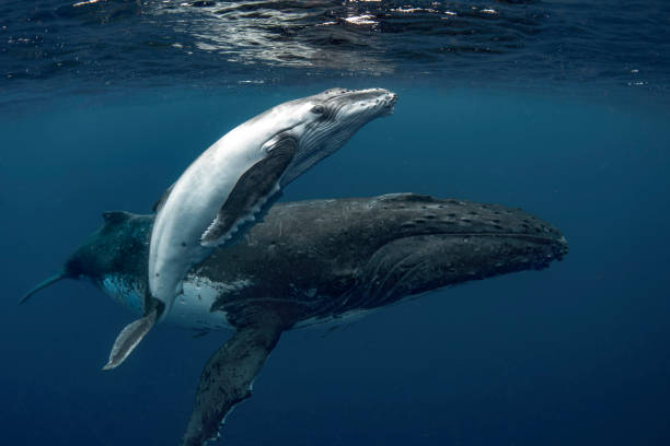 Swimming with Humpback whales in Tonga Humpback calf sitting alongside its mother humpback calf photos stock pictures, royalty-free photos & images