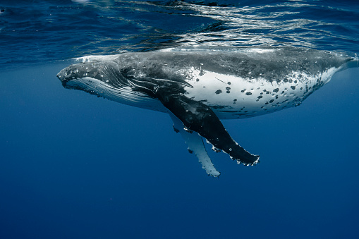 adolescent humpback whale swimming in blue ocean waters