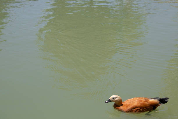 yellow duck floating on green lake