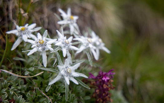 Edelweiss mountain flower