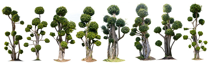 The collection of trees. The collection of tako trees bending.Tako trees bending with copy space Isolated tree on white background and with clipping path.