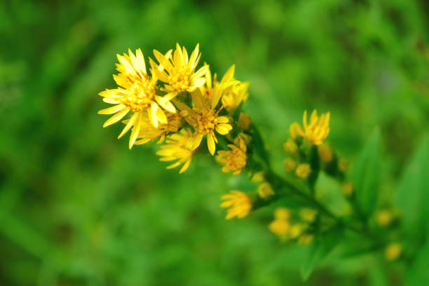 istock Flowering St John's wort Hypericum perforatum also known as Tipton's Weed, Chase-devil, or Klamath weed. 1257769812