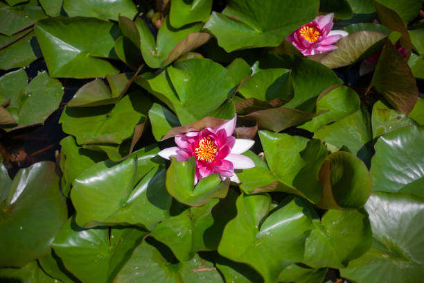 istock Lotuses on the pond. 1257770221