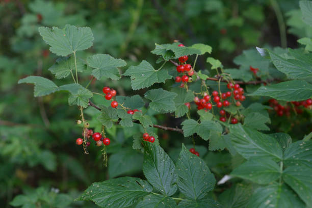 istock Branch of ripe red currant. 1257770915