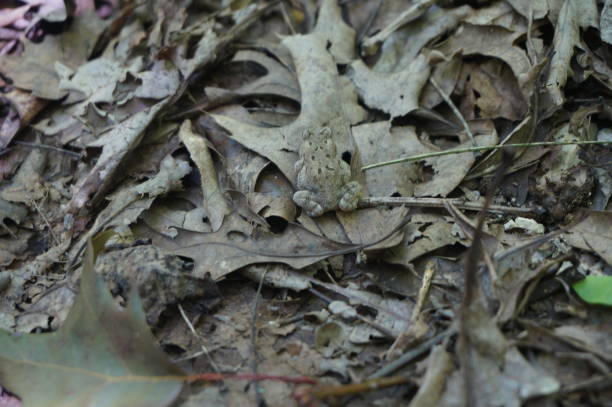 istock Camouflaged baby frog 1257770935
