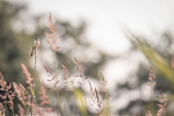 istock Sedge warbler on a reed stem among the tall grass, bird background, protected bird species, protected nature area, travel location, Dutch wildlife, beautiful little bird, volgermeerpolder Amsterdam 1257771011