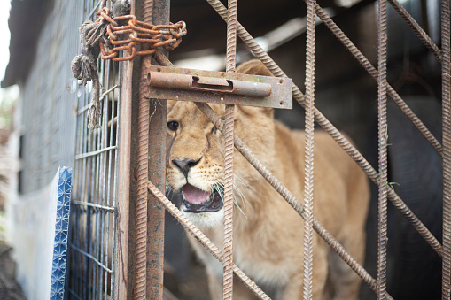Lion cub in a cage. The lion is locked in a valier. The animal is in captivity. Poor lion keeping. Steel bars protect against wild animals.
