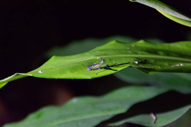 istock Grasshopper in Costa Rica 1257771308