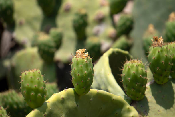 istock prickly pear Sicily Mediterranean Sea Cactus 1257771311