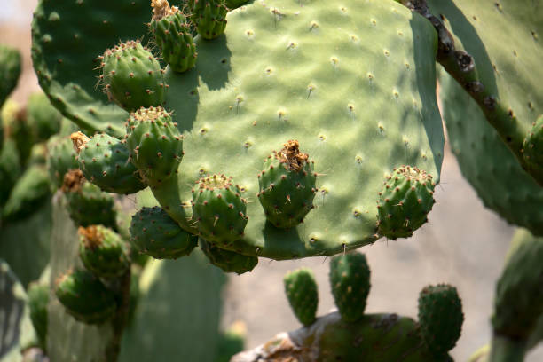 istock prickly pear Sicily Mediterranean Sea Cactus 1257771329