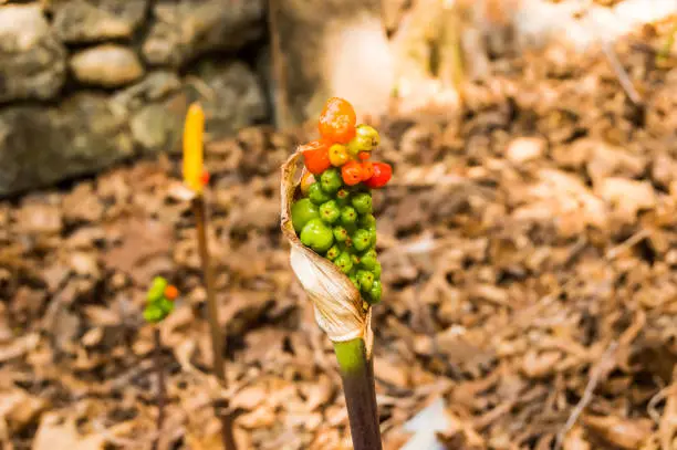 Photo of Jack-in-the-pulpit Fruit, Arisaema triphyllum. Spring wild flowers. Cluster of shiny berries - f