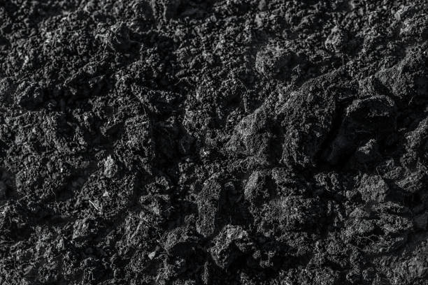 istock fertile black humus earth 1257771376