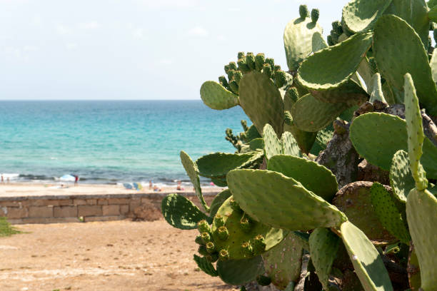 istock prickly pear Sicily Mediterranean Sea Cactus 1257771414