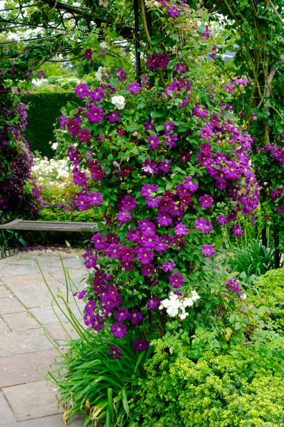 istock Garden Trellis Climbing Clematis 1257773163