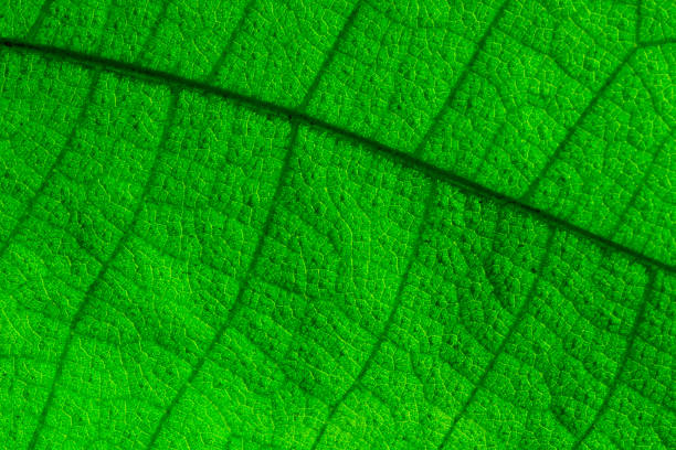 istock The texture of the green leaf that is natural pattern. 1257773392