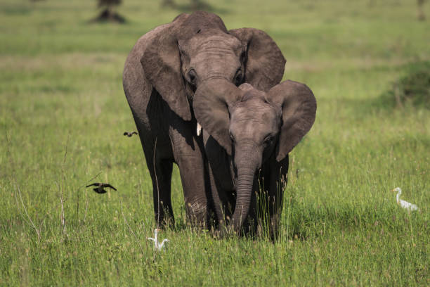 Mother and baby elephant walking in the grasslands of the Serengeti Mother and baby elephant walking in the grasslands of the Serengeti serengeti elephant conservation stock pictures, royalty-free photos & images