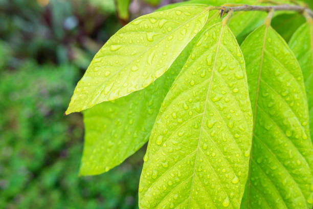 istock The background of raindrops on leaves 1257775935