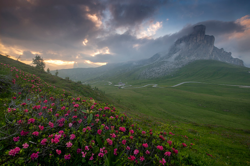 rhododendrons in bloom at Passo Giau at sunset with mount nuvolao on the background , Dolomites Italy