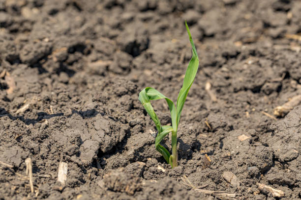 istock Young corn plant with twisted leaf, roping, buggy whipping or rapid growth syndrome. Concept of crop health and agronomy 1257776157